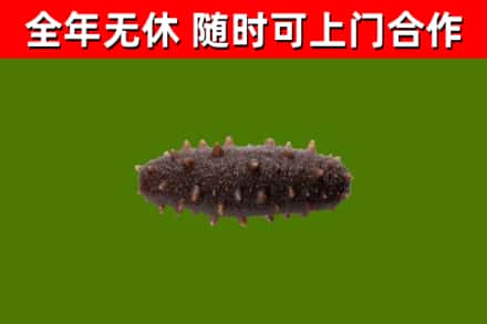 元谋烟酒回收干海参.jpg